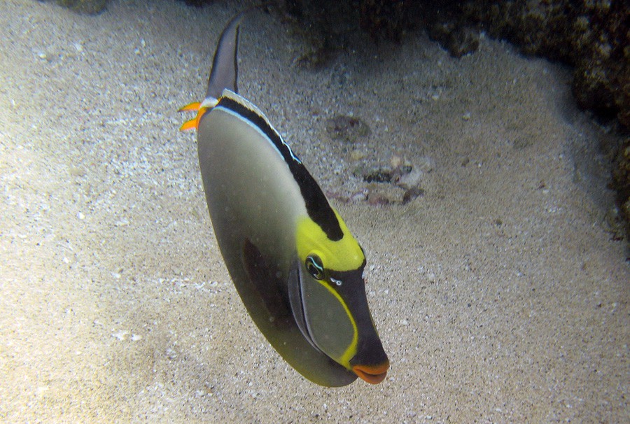 Naso Lituratus 6