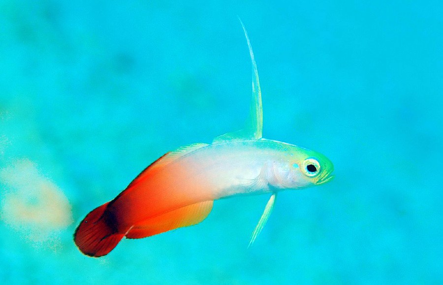 Nemateleotris Magnifica 2