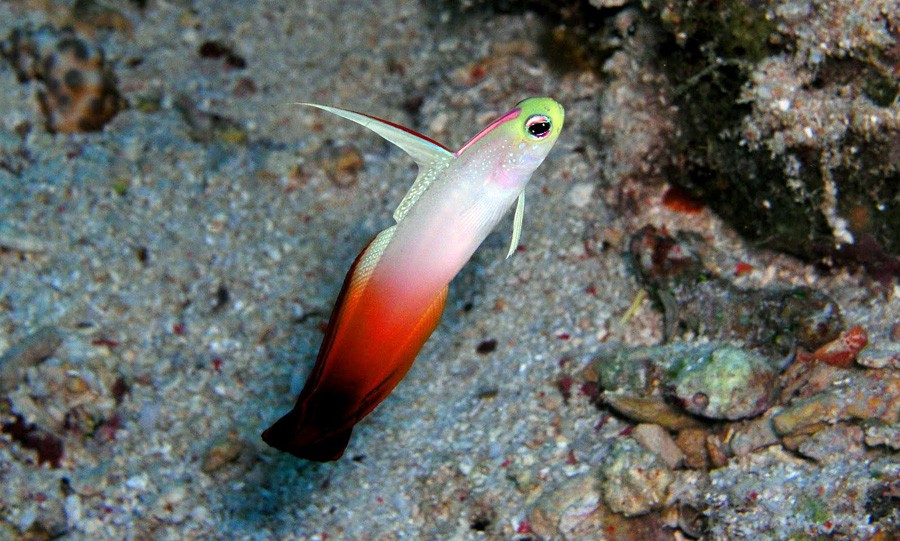 Nemateleotris Magnifica 3