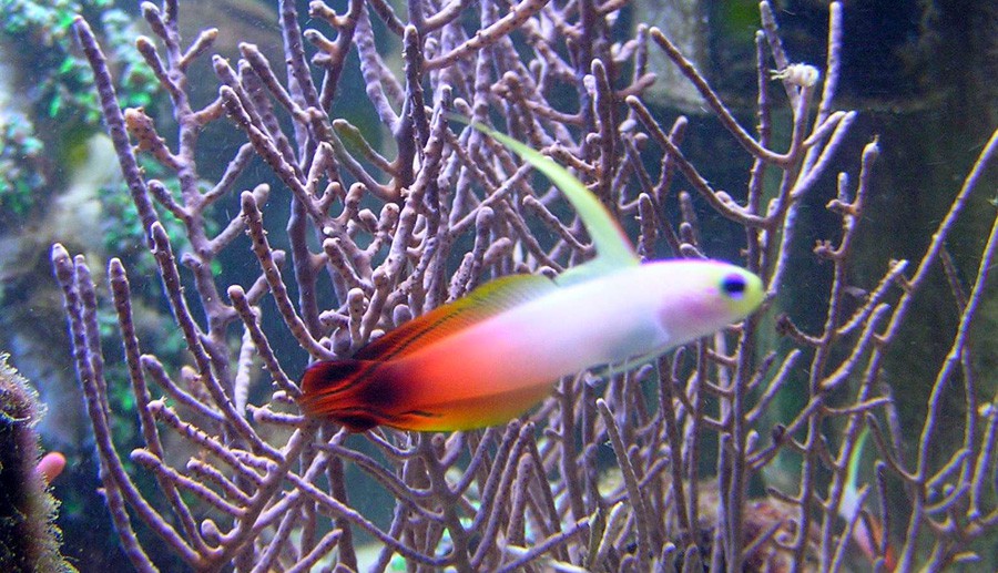 Nemateleotris Magnifica 4