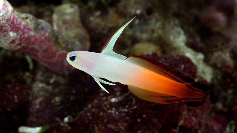 Nemateleotris Magnifica 5