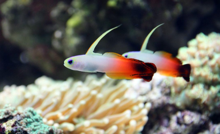 Nemateleotris Magnifica 6
