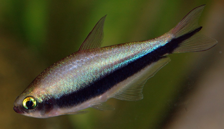 Pez Tetra Emperador