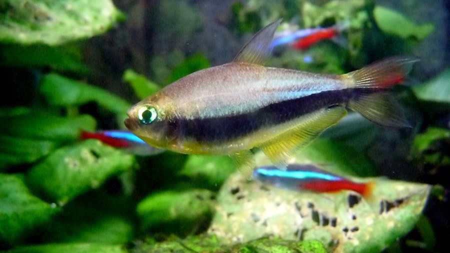 Nematobrycon Palmeri 2