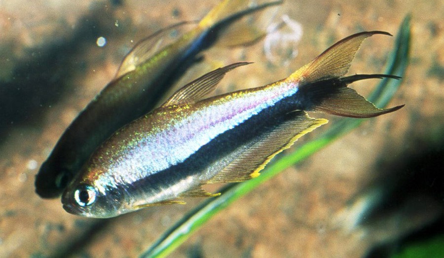 Nematobrycon Palmeri 5