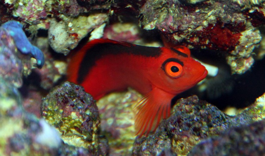 Pez Halcón Rojo
