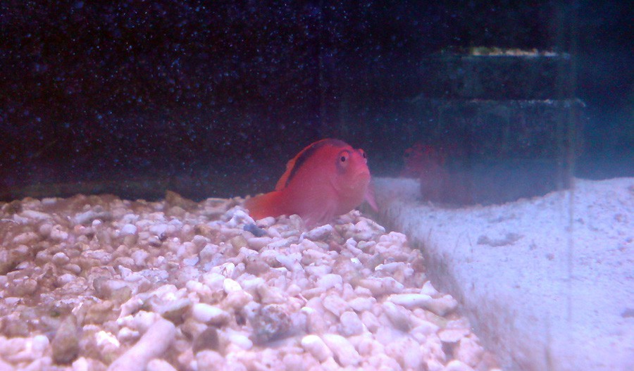 Neocirrhites Armatus 6
