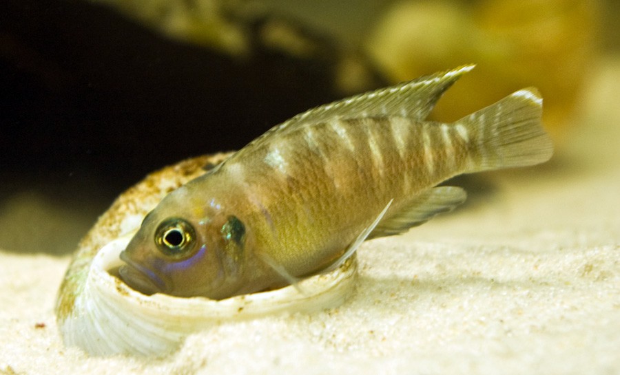 Neolamprologus Brevis 2