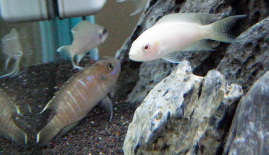 Neolamprologus Brevis 3