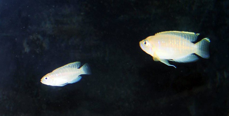 Neolamprologus Brevis 4