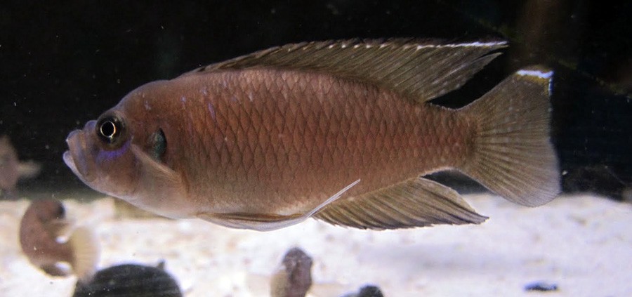 Neolamprologus Brevis 5