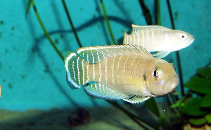 Neolamprologus Brevis 6