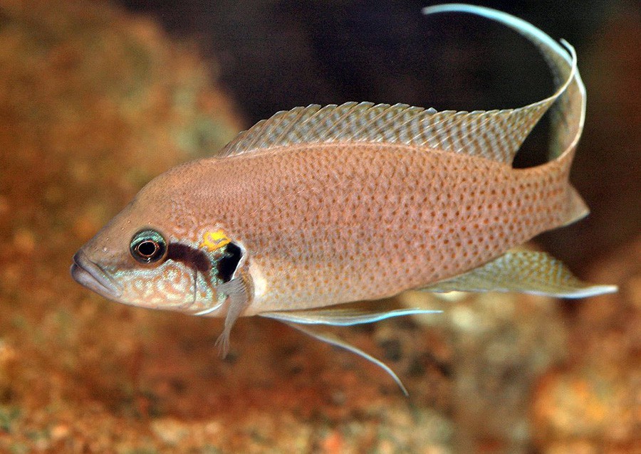 Neolamprologus Brichardi 2