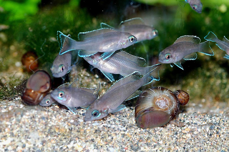 Neolamprologus Brichardi 3