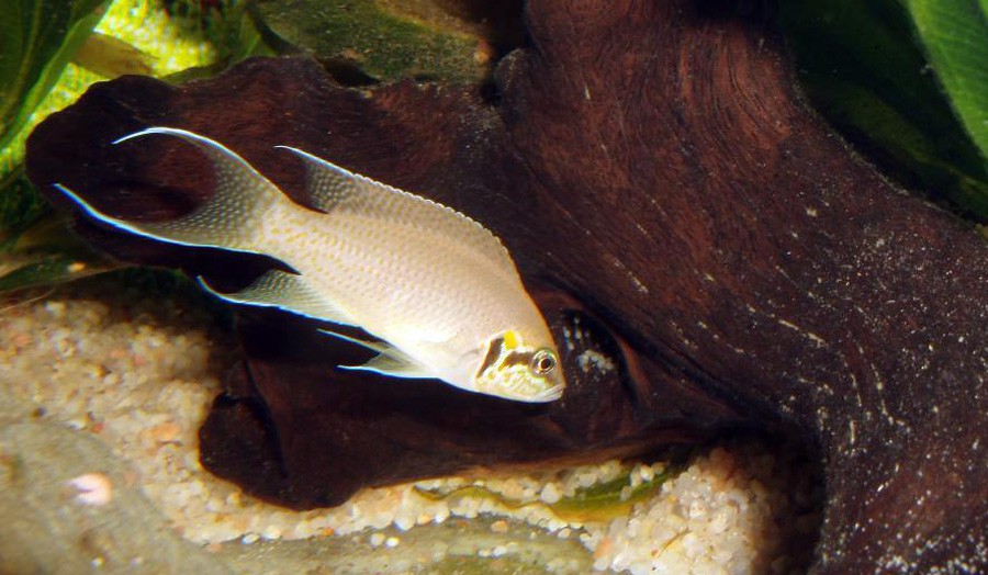 Neolamprologus Brichardi 4