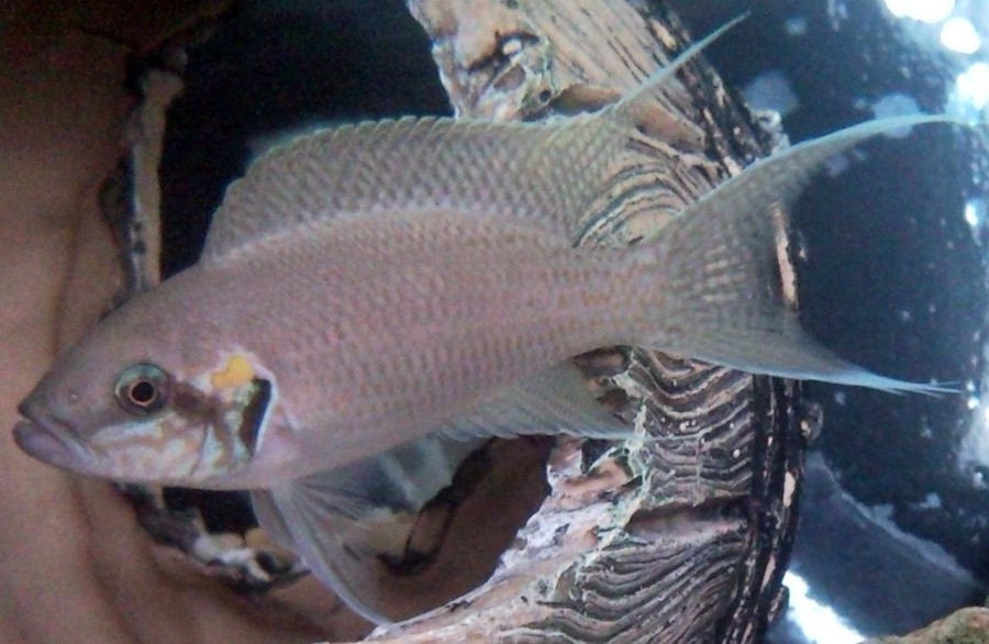Neolamprologus Brichardi 5