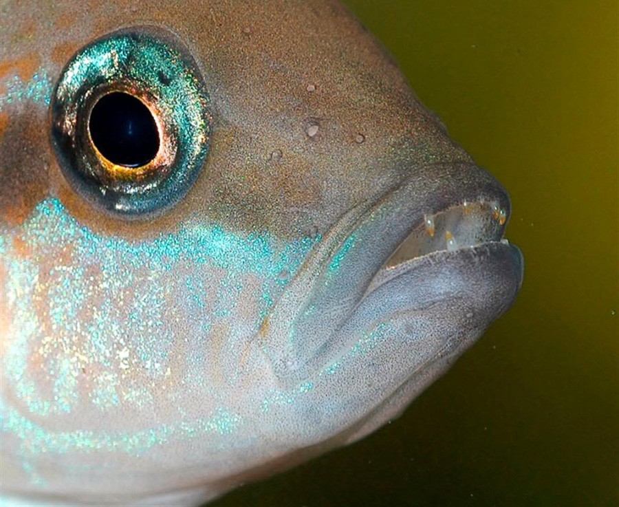 Neolamprologus Brichardi 6