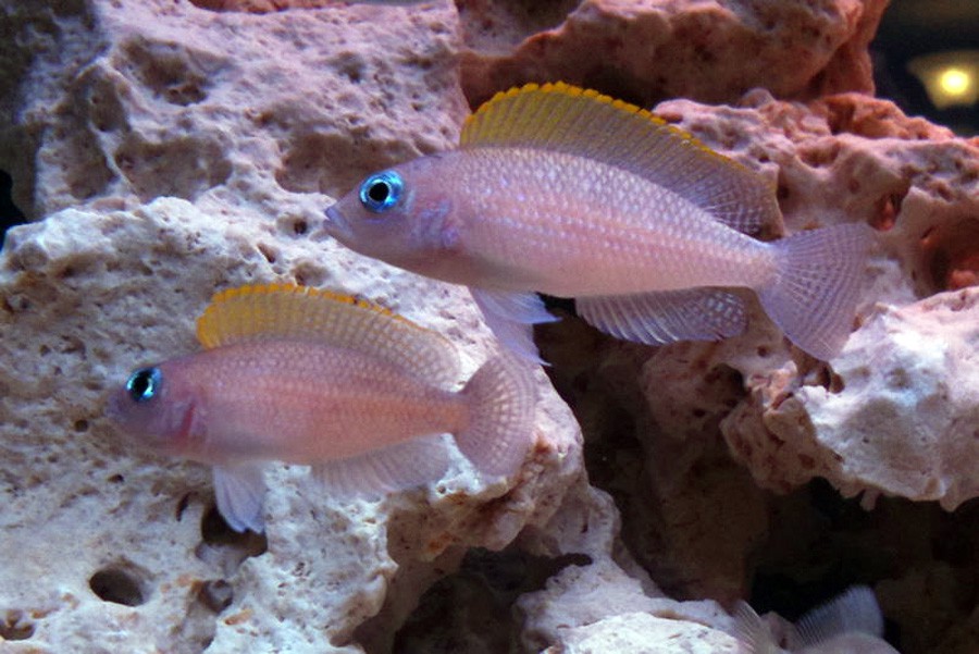 Caudopunctatus