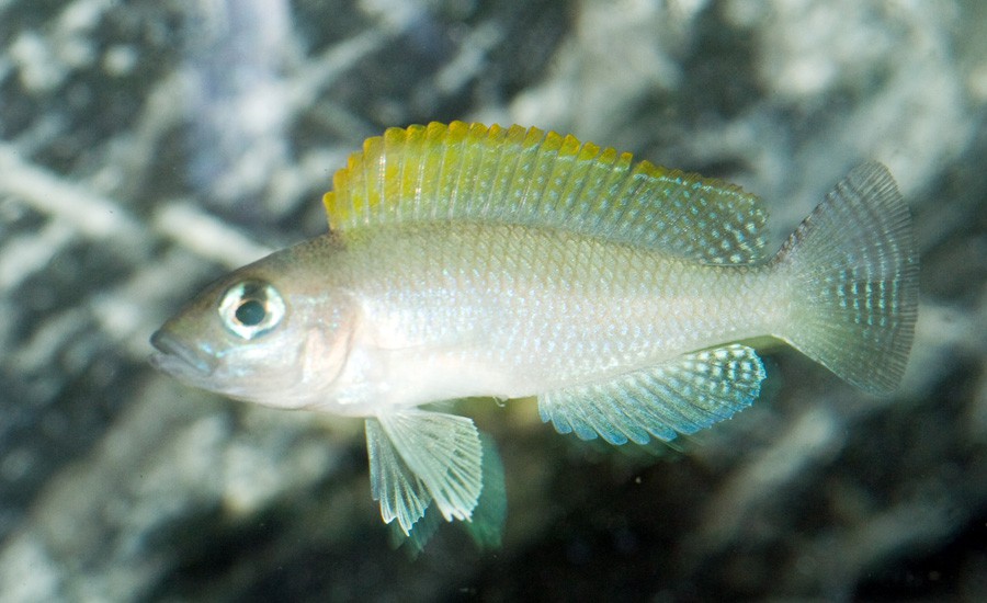Neolamprologus Caudopunctatus 2