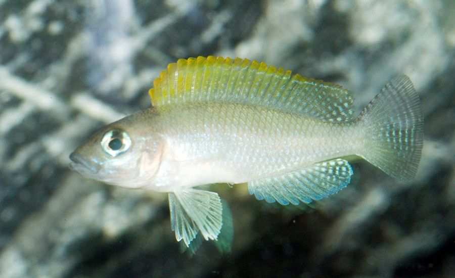 Neolamprologus Caudopunctatus 2