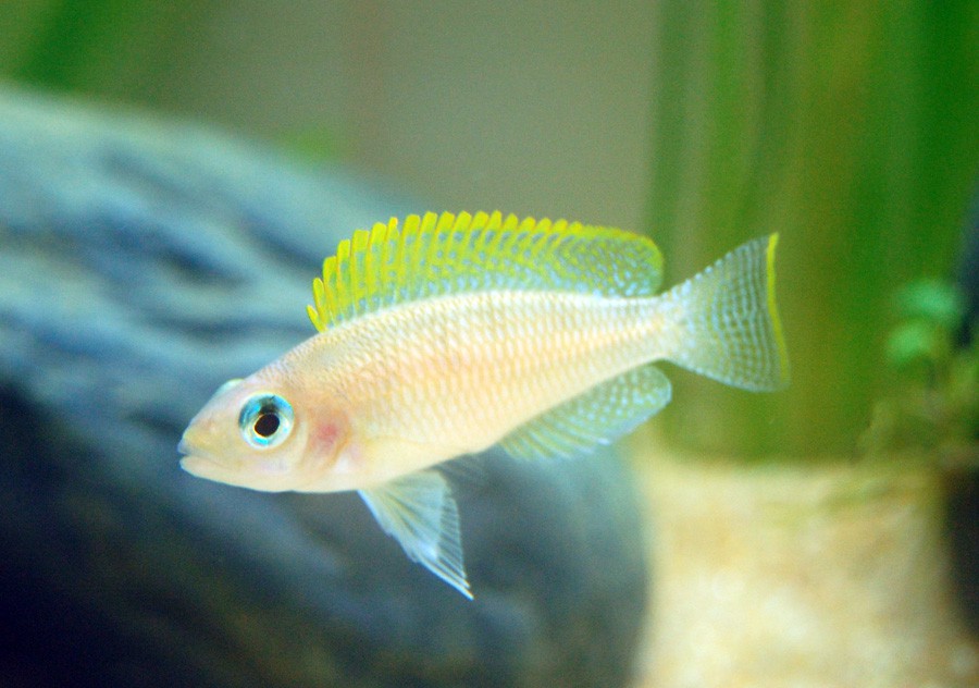 Neolamprologus Caudopunctatus 3