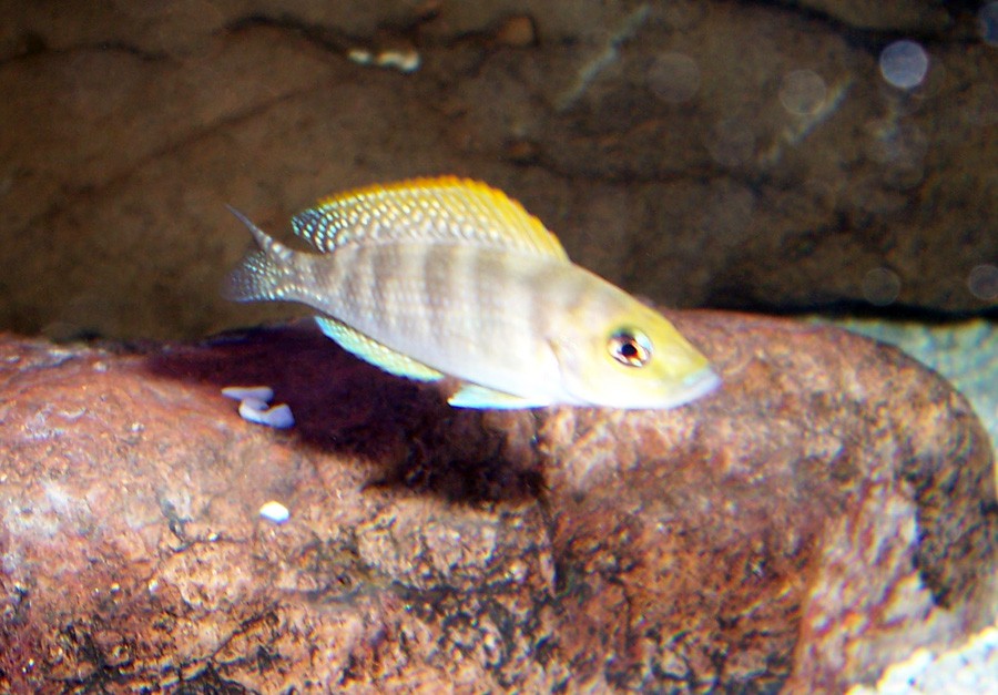 Neolamprologus Caudopunctatus 4