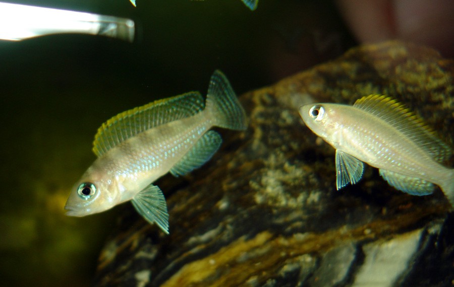 Neolamprologus Caudopunctatus 5