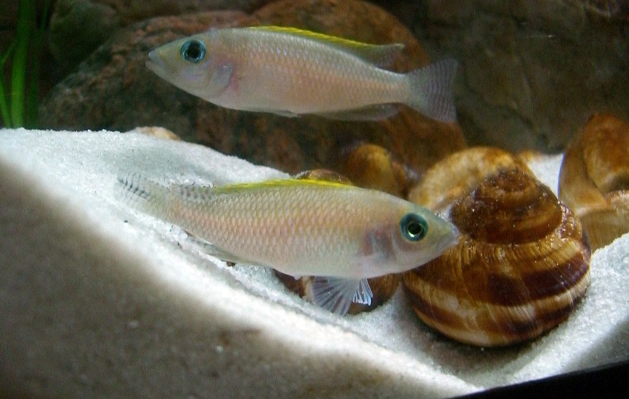 Neolamprologus Caudopunctatus 6