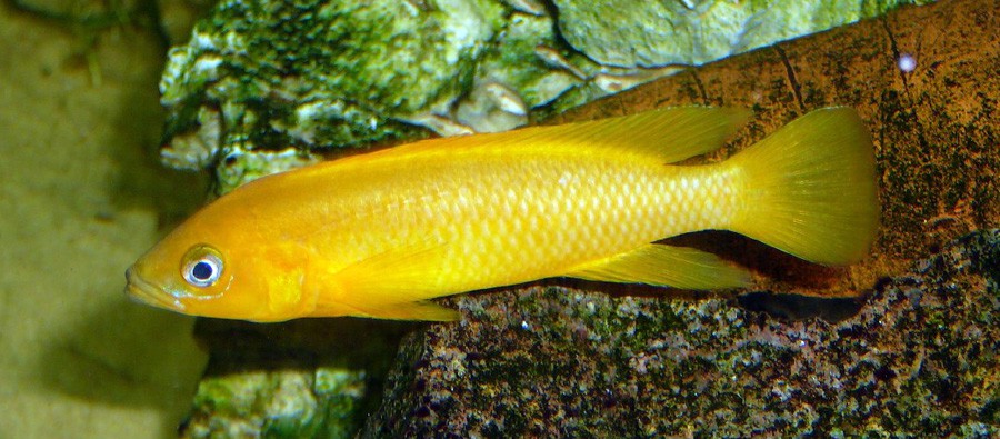 Neolamprologus Leleupi 2