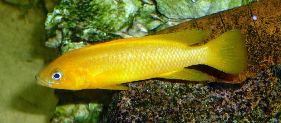 Neolamprologus Leleupi 2