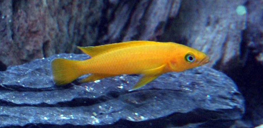 Neolamprologus Leleupi 3
