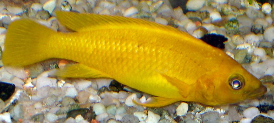 Neolamprologus Leleupi 4