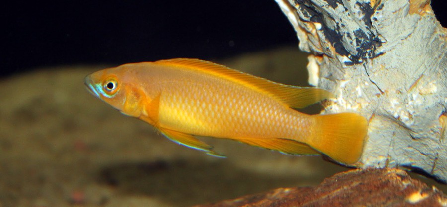 Neolamprologus Leleupi 5