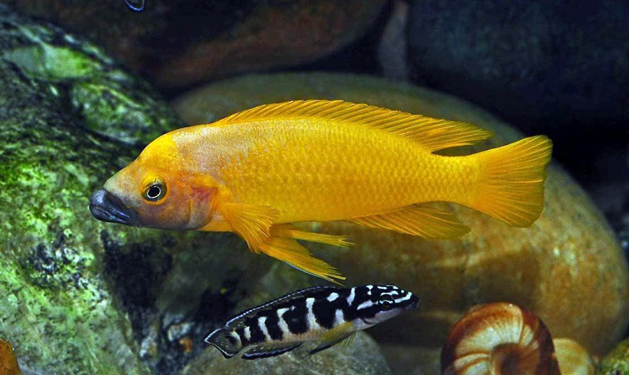 Neolamprologus Leleupi 6
