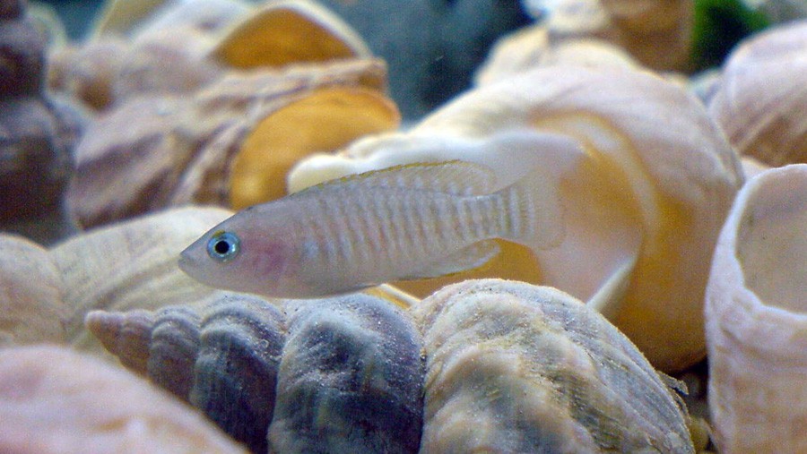 Lamprologus Multifasciatus