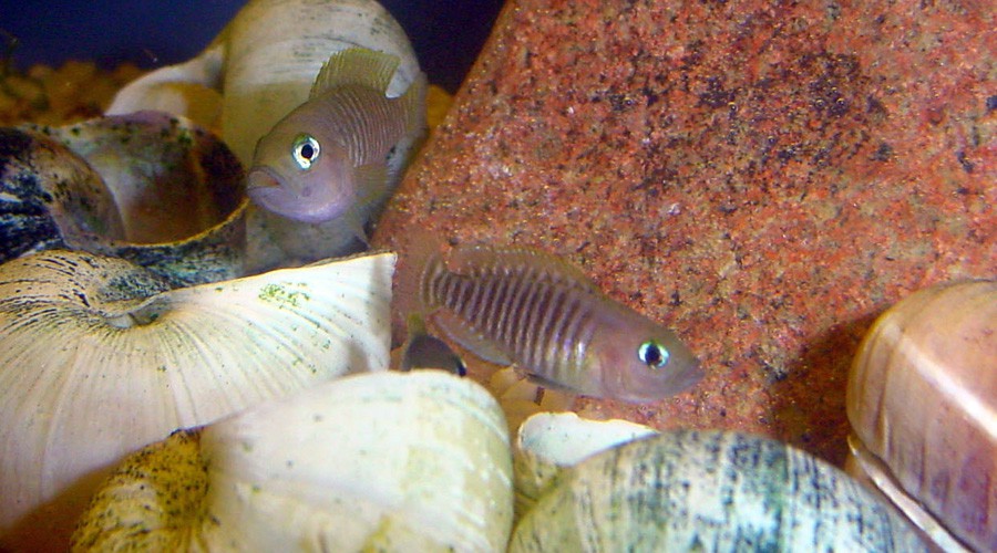 Neolamprologus Multifasciatus 2