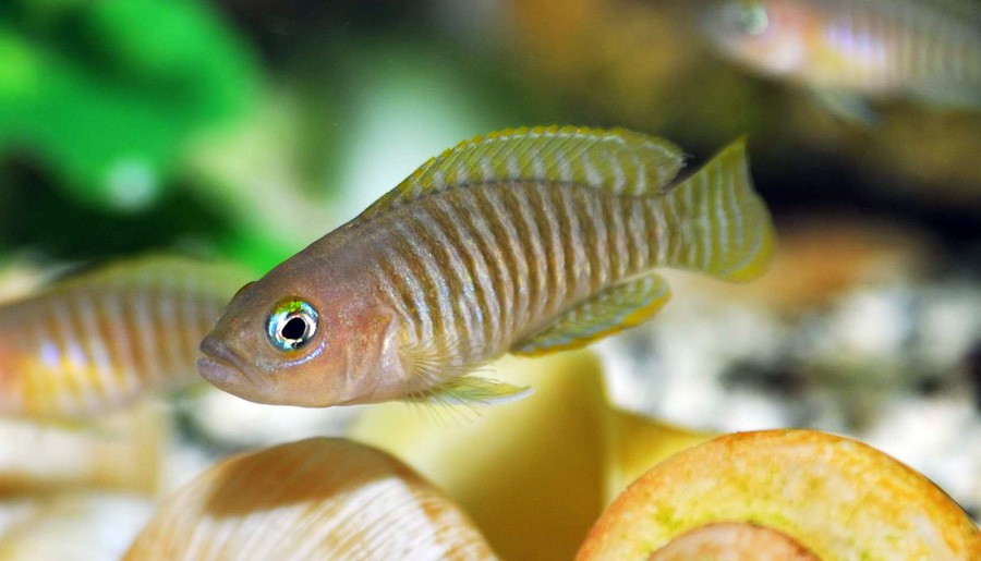 Neolamprologus Multifasciatus 3