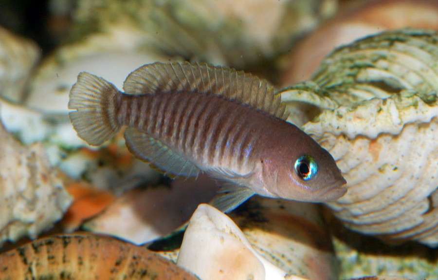 Neolamprologus Multifasciatus 4
