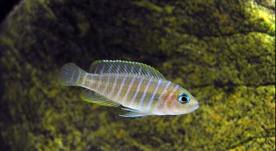 Neolamprologus Multifasciatus 5