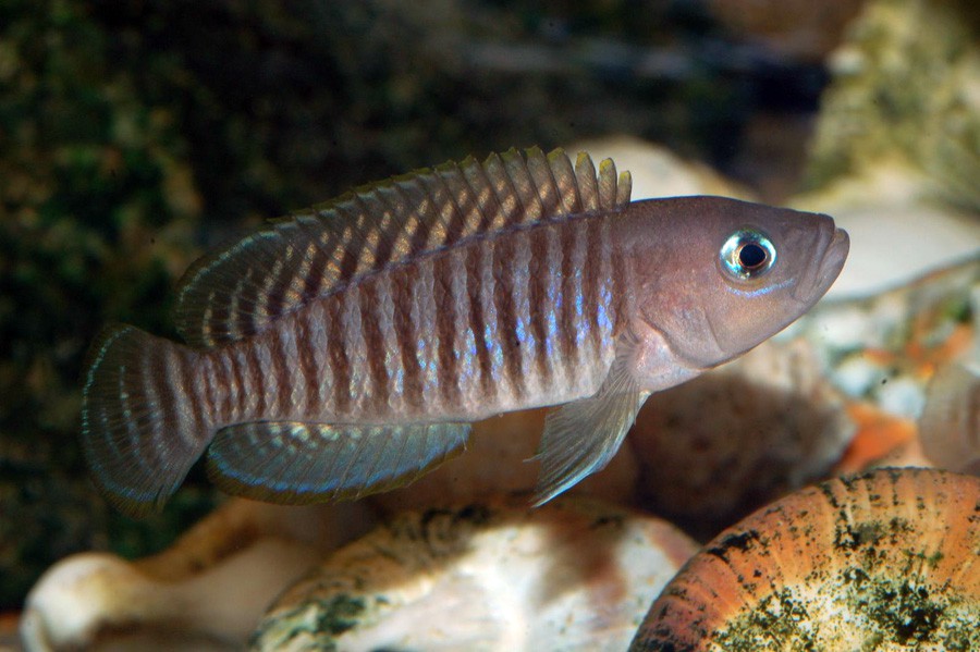 Neolamprologus Multifasciatus 6