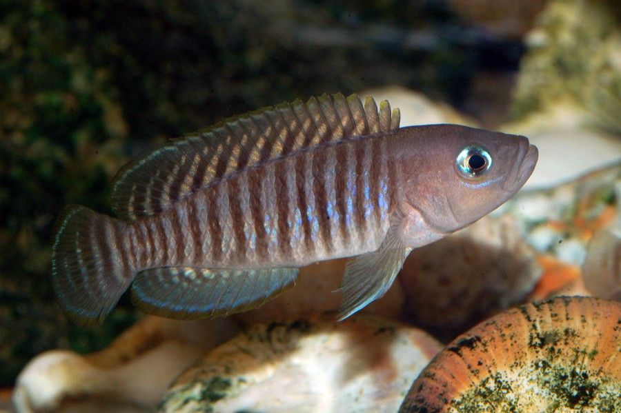Neolamprologus Multifasciatus 6