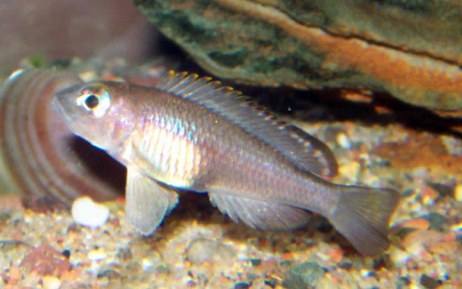 Neolamprologus Signatus 2