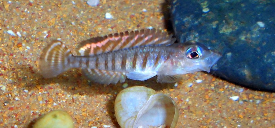 Neolamprologus Signatus 3