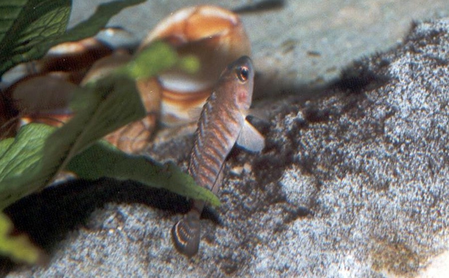 Neolamprologus Signatus 4