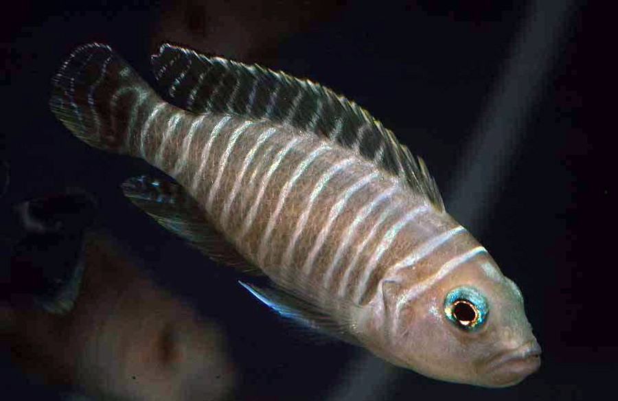 Neolamprologus Signatus 5