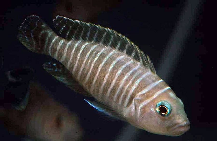 Neolamprologus Signatus 5
