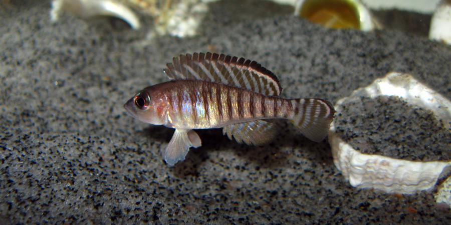 Neolamprologus Signatus 6