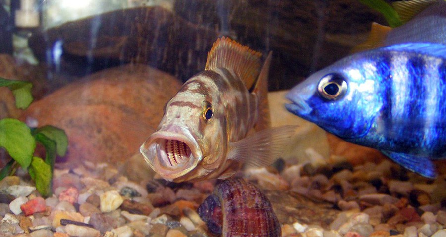 Nimbochromis Livingstonii 2