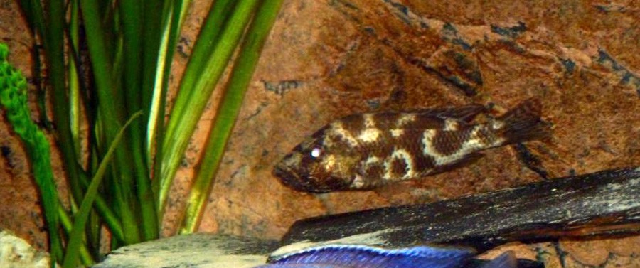 Nimbochromis Livingstonii 3