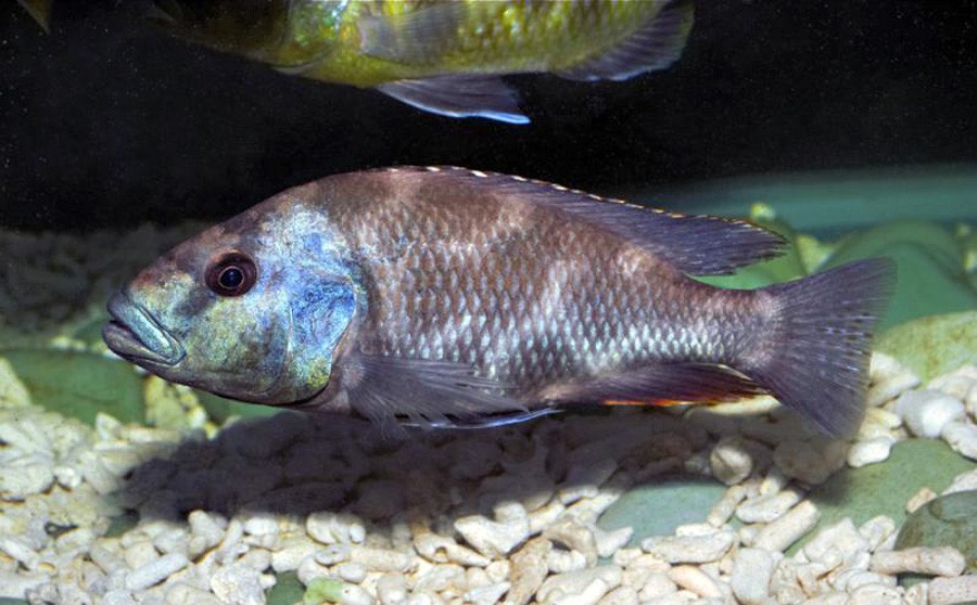 Nimbochromis Livingstonii 4